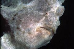 Antennarius-commersoni-greyfroggie-Sabang