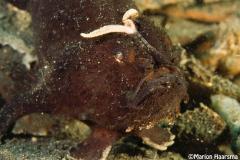 Antennarius-hispidus-Shaggy-anglerfish-Lembeh