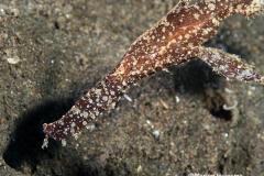 1_Solenostomus-cyanopterus-spookfluitvis88