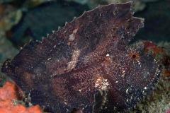 1_Taenianotus-triacanthus-brown-leaf-fish