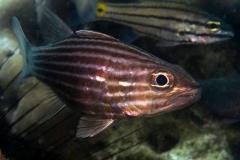 2_Apogon-lineatus-cardinalfish