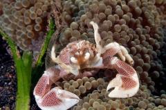 2_Neopetrolisthesmaculatus-porcelain-crab