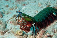 2_Odontodactyllus-scyllarus-mantis-shrimp