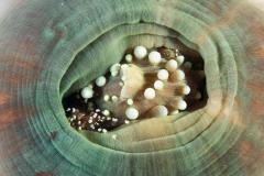 2_Pliopontonia-furtiva-shrimp-in-anemone