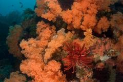 2_Scleronephythya-soft-coral