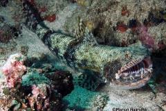Synodusvariegated-lizardfish