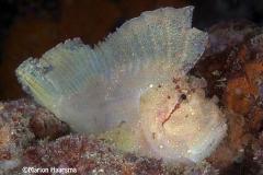 Taenianotustriacanthus-leaffish