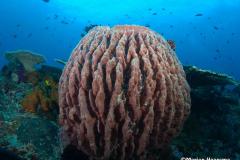 Xestospongia-testudinaria-barrel-sponge