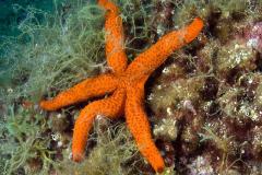 starfish1215