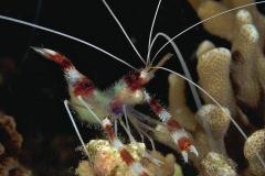1_Stenopus-hispidus-Banded-boxershrimp-kappersgarnaal3793