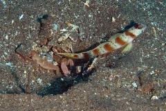 Alpheus-ochrostratus-fine-striped-snapping-shrimp-garnaalmetvisje3661