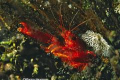 Enoplometopus-occidentalis-Red-reef-lobster-Sabang
