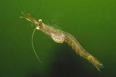Leptomysis-gracilis-Mysid-shrimp-Grevelingen-aasgarnaaltje