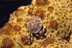Lissocarcinus-obicularis-Swimming-crab-Sabangcrabjeopzeek