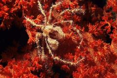 Macropodia-rostrata-Spider-crab-Red-Sea-krabjeinkoraalr
