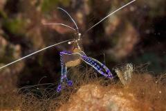 Periclimenes-pedersoni-Commensal-shrimp-Curacao-garnaal8532