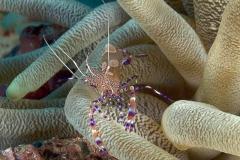 Periclimenes-yucatanicus-Commensal-shrimp-Curacao-garnaal061