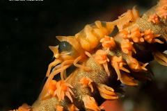 Pontonides-unciger-Commensal-shrimp-garnaalLembeh