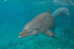dolfijnen097