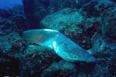 Dead-shark-Galapagos-dodehaai27