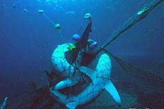 Dead-sharks-in-net-Galapagos-Wulf-haaieninnet2
