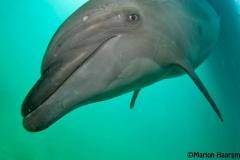 Dolphin-curious