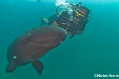 Tonga-zwarte-zwaardwalvis-False-killer-whale-034
