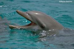 dolfijnen8617