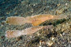 Solenostomus-cyanopterus-Robust-ghost-pipefishes-Lembeh