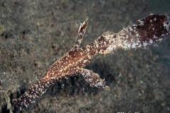 Solenostomus-cyanopterus-Robust-ghost-pipifish