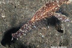 Solenostomus-cyanopterus-robuust-spookfluitvisBali