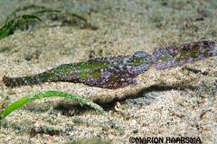 Solenostomus-cyanopterus-robuust-spookfluitvisSabang