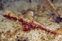 Solenostomus-leptosomas-delicate-gohstpipefish-Sabang-Beach-spookfluitvisspookfluitvis