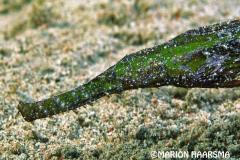 cyanopterus-RobustghostpipefishcloseupSabang