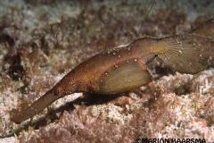 cyanopterus-robuustspookfluitvisbruinSabang