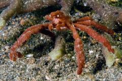 Achaeus-japonicus-Spider-crab