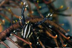Allogalathea-elegans-Squat-lobster