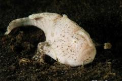 Antennarius-hispidus-Hispid-frogfish