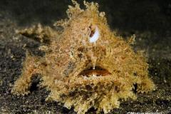 Antennarius-hispidus-Shaggy-anglerfish