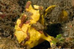 Antennarius-maculatus-Clown-anglerfish-yellow