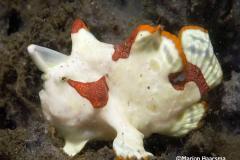 Antennarius-maculatus-Clown-anglerfish