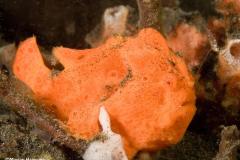 Antennarius-pictus-Painted-anglerfish-orange