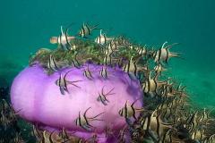 Banggai-fish-with-anemone