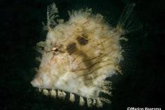 Chaetoderma-penicilligera-Weedy-filefish