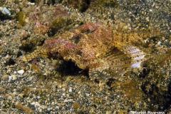 Euryprgasus-draconis-Dragonfish