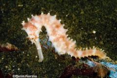 Hippocampus-histrix-Thorny-seahorse-female