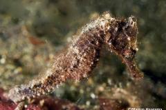 Hippocampus-kuda-Estuary-seahorse-female