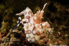 Hymenocera-elegans-Harlequin-shrimp