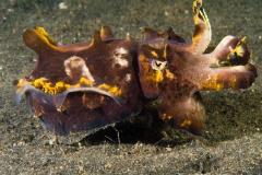 Metasepia-pfefferi-Flamboyant-cuttlefish