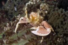 Neopetrolisthes-ashimai-Porcelain-crab